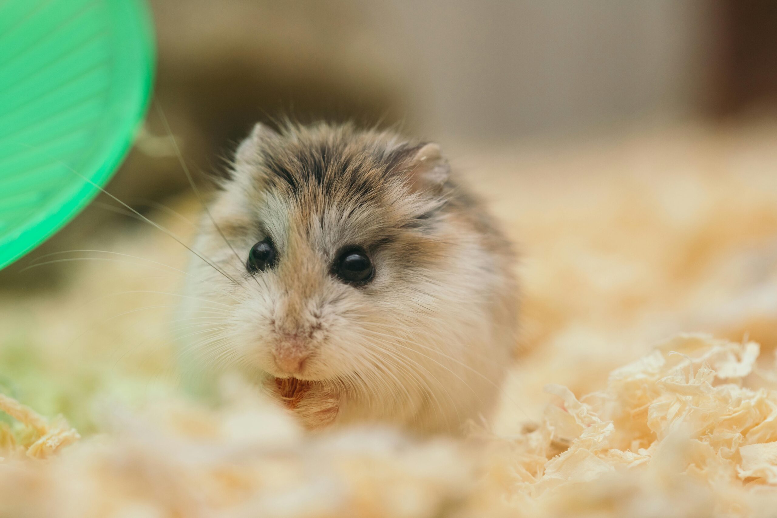 Smart Ways to Choose the Best Hamster Bedding for a Happy Home in 2025