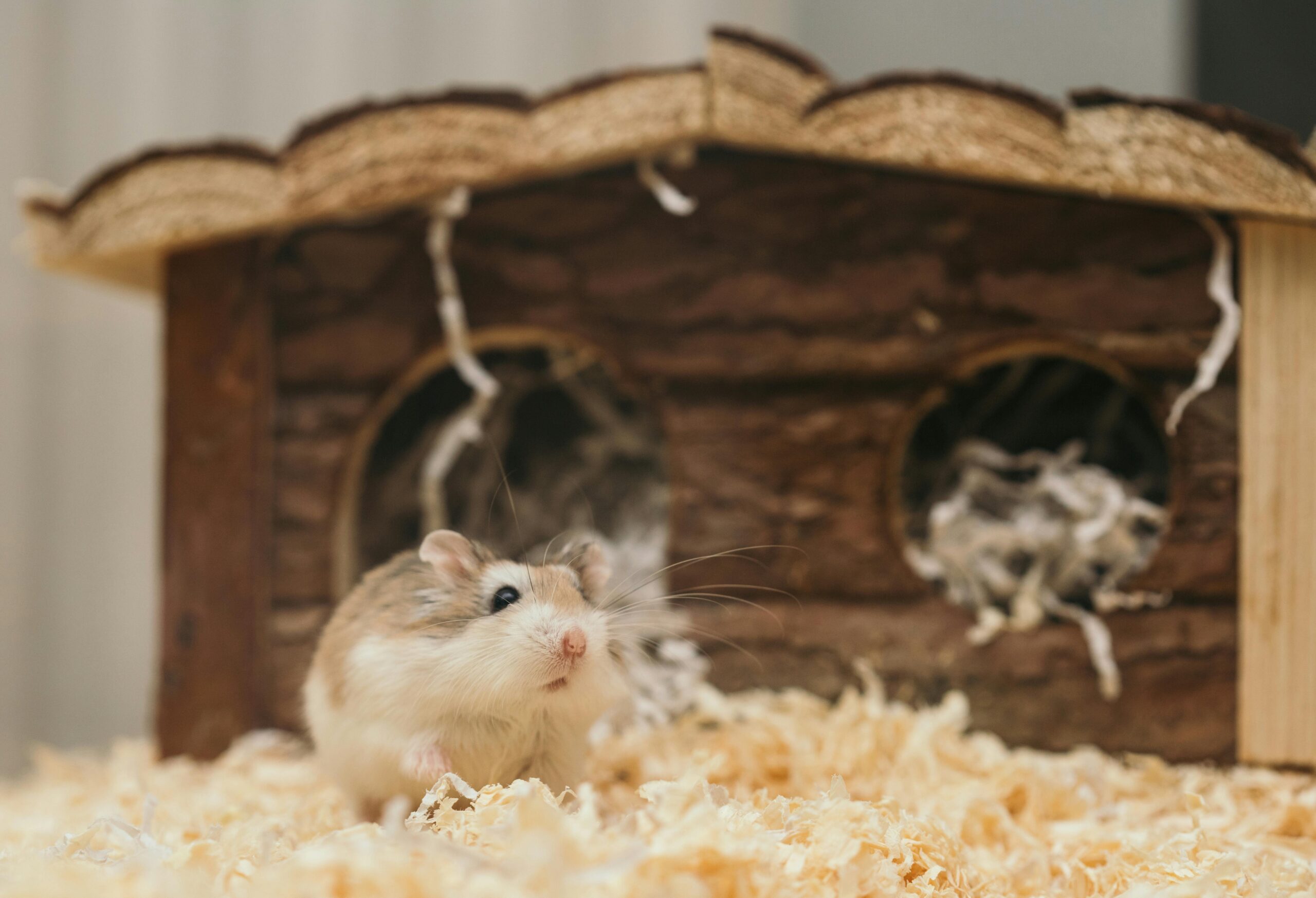 Smart Ways to Enjoy Hamster Videos in 2025: Discover the Cutest Moments!