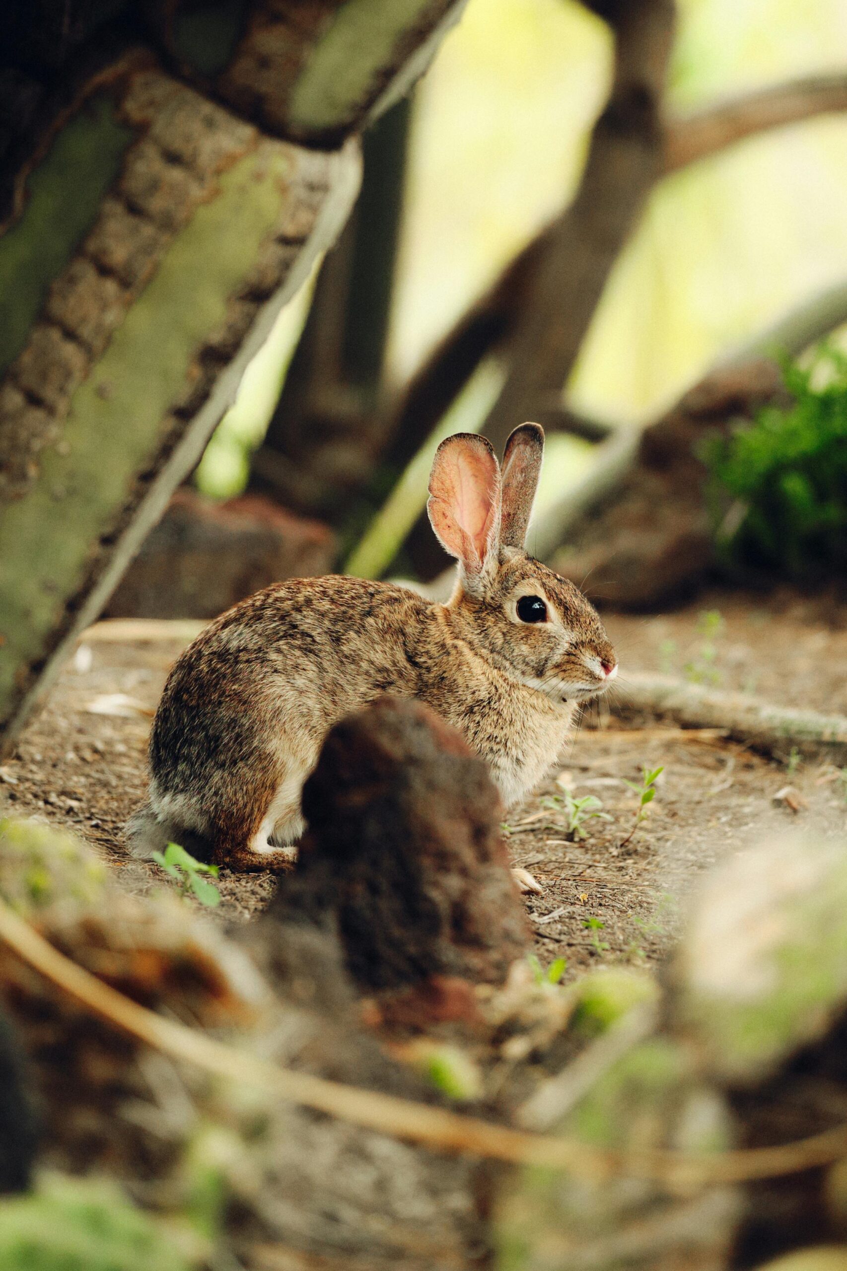 Top 5 Smart Hamster Habitats for Happy and Healthy Pets in 2025